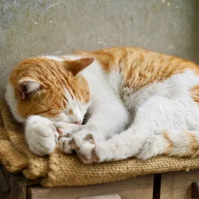 装飾:猫が寝ています。